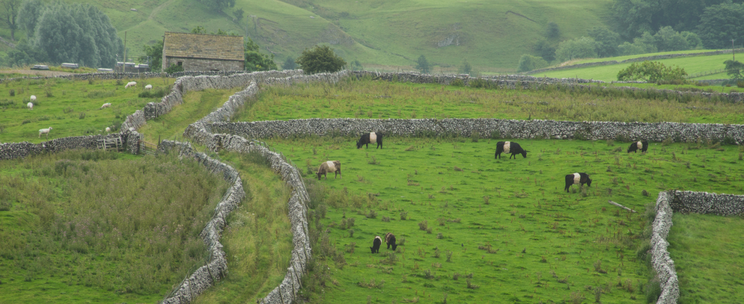 Belted Galloway above Malham. Part of the Hill Top Farm stock.