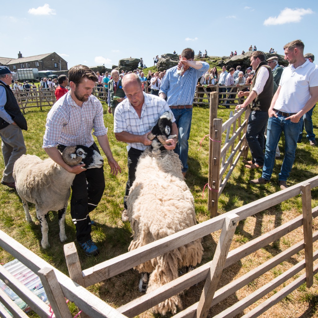 bringing the sheep out of the ring at the end of judging